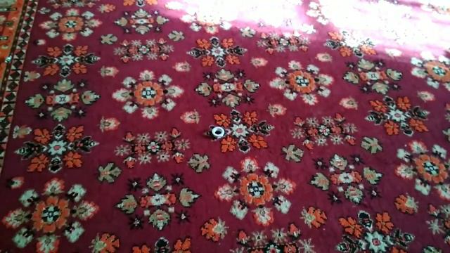 Совершеннолетняя кошка Маруся. смотреть онлайн