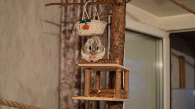 Flying Squirrel - Белка летяга Юня смотреть онлайн