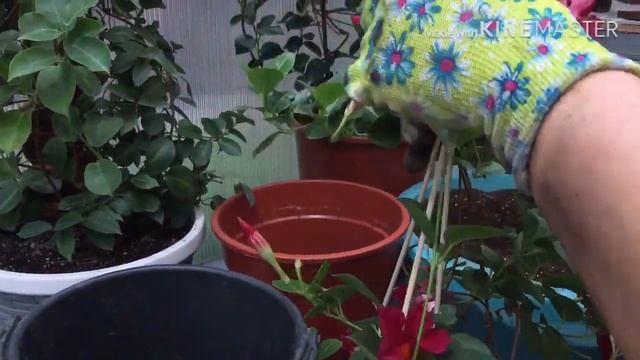 Болмо гулу | Мандевилла | Диплодения гулу жонундо маалымат смотреть онлайн