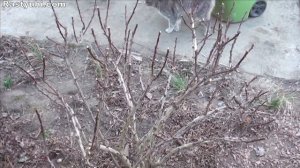 Обрезка и формирование кустовых барбарисов.