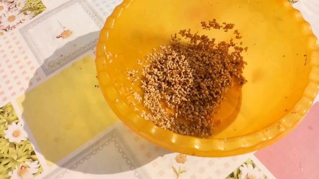 Заготовка семян шиповника для выращивания подвоя роз смотреть онлайн