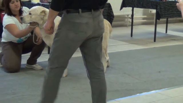 Выставка алабаев.СПб 18.10.2015. Открытый - кобель. смотреть онлайн