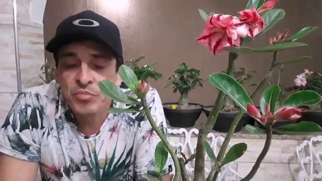 USEI NAS MINHAS ROSAS DO DESERTO E VEJAM O RESULTADO! смотреть онлайн