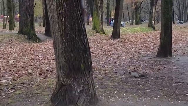 Белки в парке Новознаменка Санкт-Петербург 4K смотреть онлайн