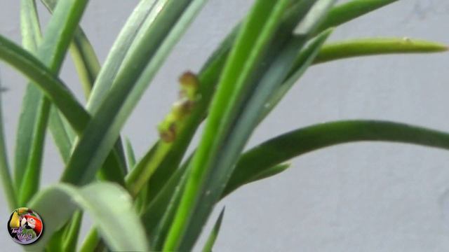 a DOUBLE UNBOXING - NEW ORCHID POTS and a few MORE ORCHIDS смотреть онлайн