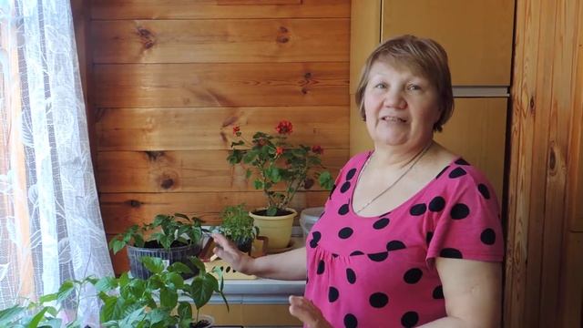 Лучшее средство от Тли! ИТОГИ! Обзор букетной посадки сортов Де Барео Розовый и Малиновый Гигант. смотреть онлайн