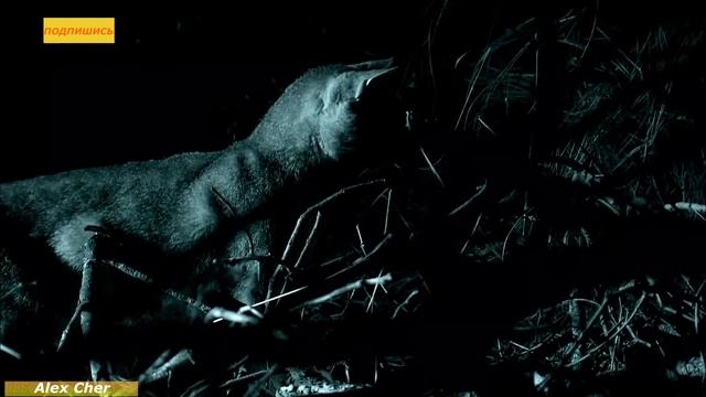 Африканские Хищники, Природа Африки, Животные этих мест – одни из самых опасных на Земле. смотреть онлайн