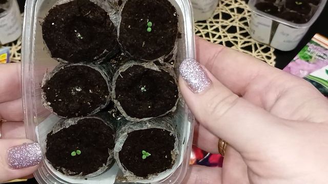 2. 🌺Всходы петуньи, посев 11.11.22. 🌸Дихондра посев 15.11.22. Пришел долгожданный заказ 🎊