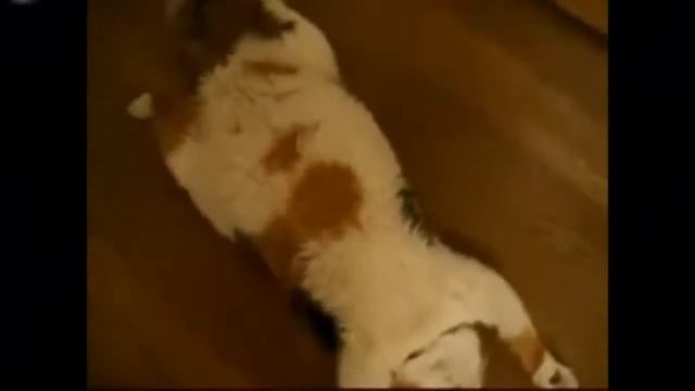 Самые ленивые коты в мире! смотреть онлайн