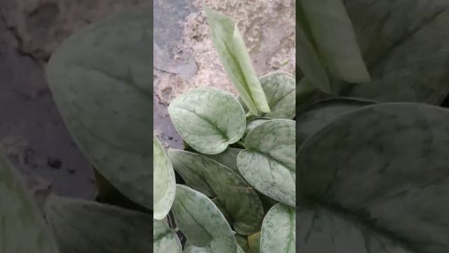 Scindapsus Pictus Silver Cloud | Fazza Nursery