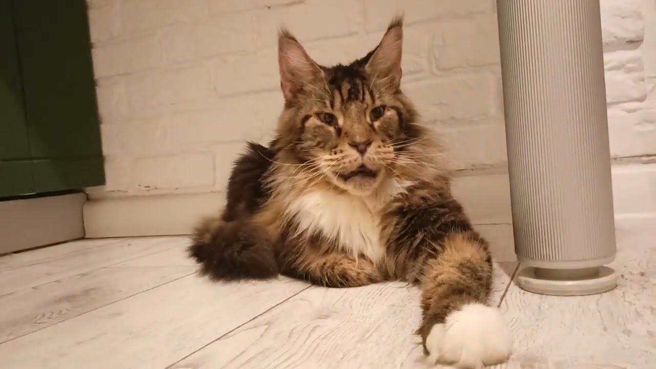 Красавчик Кот внимательно слушает#кот#коты#cat #котики#cute#мейнкун#catlover#cars  #релакс#catlover