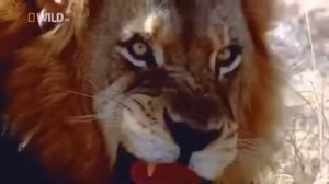 Мир диких животных. Дикая природа. Выжить любой ценой