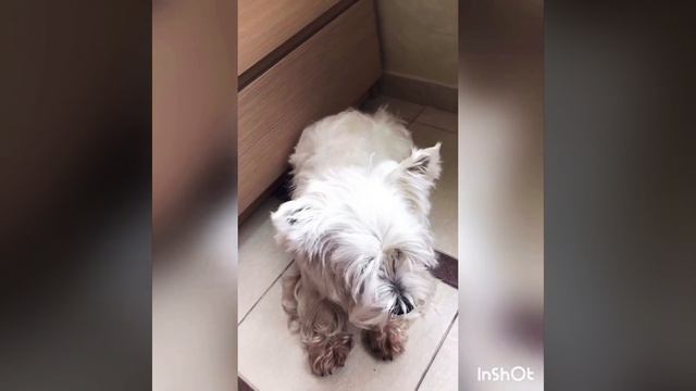 Дрессируем нашего Вестика/Training of West Highland White Terrier смотреть онлайн