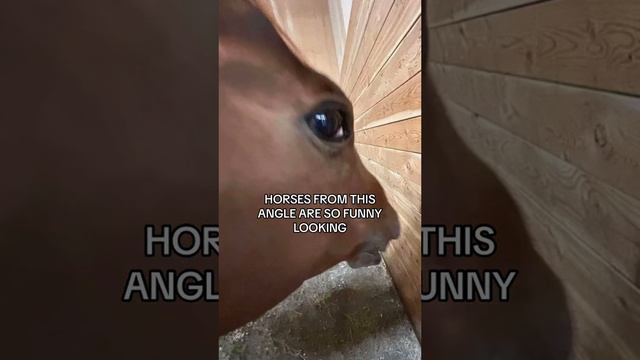 Лошади под другим углом смотреть онлайн