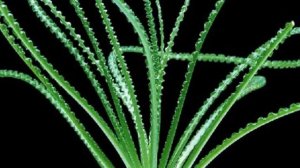 Кринум курчавый.Аквариумное растение