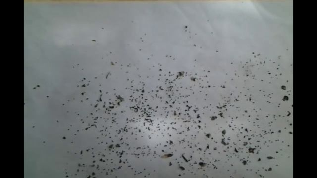 Как ПОСЕЯТЬ мелкие СЕМЕНА цветов.ЛЬВИНЫЙ ЗЕВ.ПЕТУНИЯ.и др. смотреть онлайн