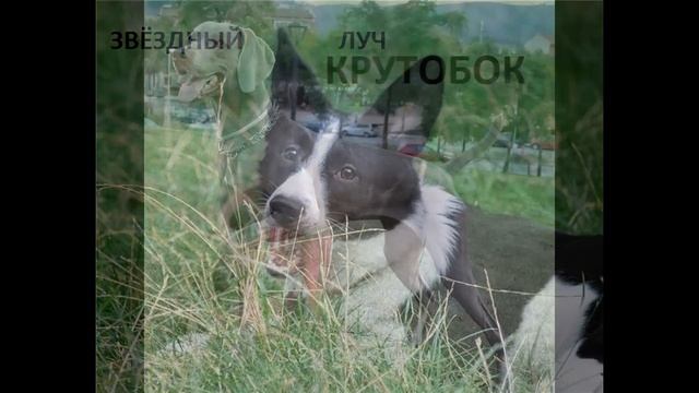 Коты воители в образе собак смотреть онлайн