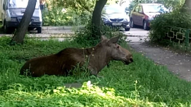 Опять лоси в городе. смотреть онлайн