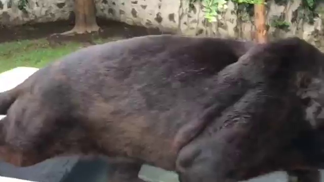 Как пошутить над ягуаром и выжить! смотреть онлайн