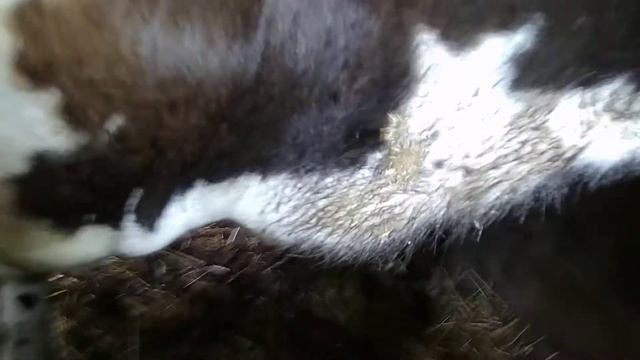 Что делать?Если у коровы загноился глаз. смотреть онлайн