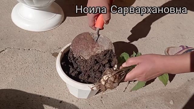 Дримиопсис-размножение и уход смотреть онлайн