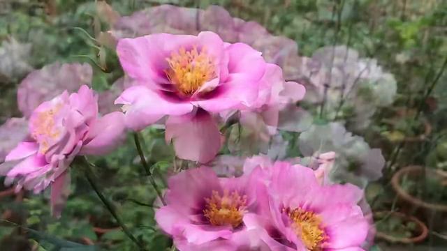 Hoa hồng Eyes For You rose смотреть онлайн