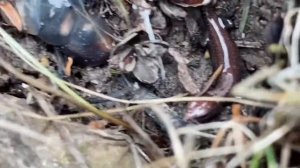 КАК РОЖДАЮТСЯ ЯЩЕРИЦЫ/HOW LIZARD ARE BURN