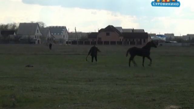 Волгоград - Севастополь. Конники сделали остановку в Суровикино смотреть онлайн
