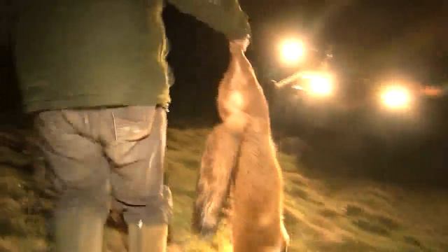 Fox shooting and rabbiting with a Harris hawk смотреть онлайн