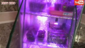 ОТЛИЧНЫЙ  ПАРНИК-СТЕЛЛАЖ СВОИМИ РУКАМИ  ДЛЯ ВЫРАЩИВАНИЯ РАССАДЫ С ПОЛИЭТИЛЕНОВЫМ ЧЕХЛОМ  с NEWCHIC