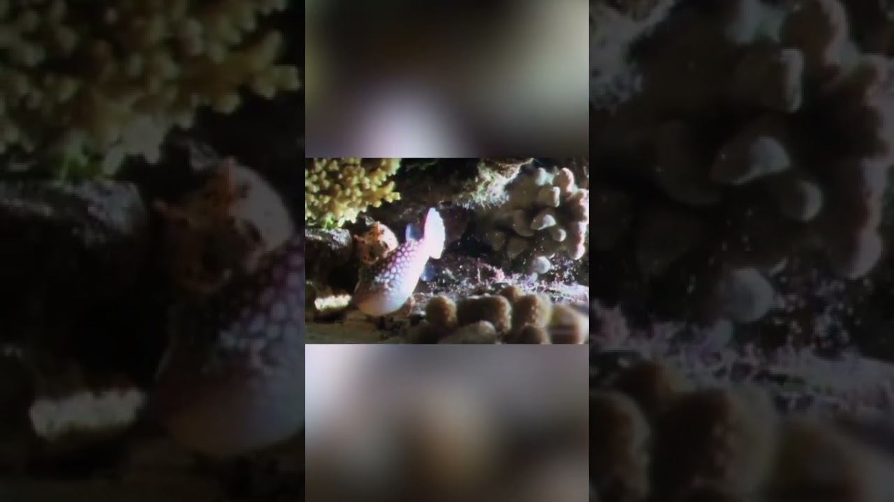 Сумасшедшая Битва Мурены против Рыбы-Фугу смотреть онлайн