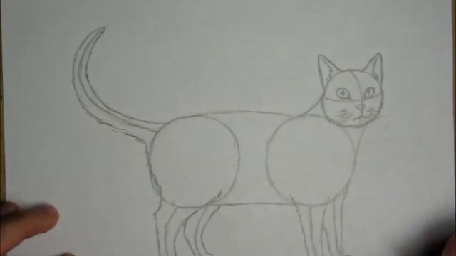 How to Draw a Cat (Tabby) смотреть онлайн