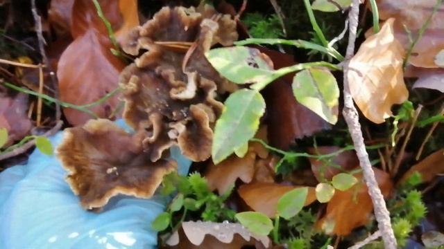 Berburu Cendawan(Jamur) Liar-Part 14(10 Nov 2022) Nikmati Keindahan Hutan Musim Gugur. смотреть онлайн