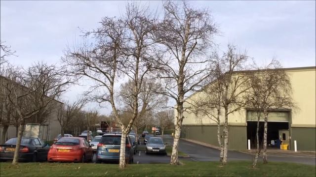 Downy Birch (Betula pubescens) - trees - January 2018 смотреть онлайн