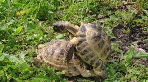 Спаривающиеся на природе черепахи. "Голос" черепах