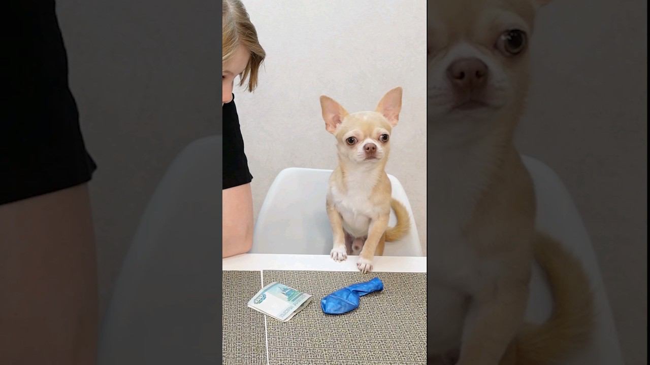 Марик, надуй шарик! #викаgo #скетчи #марикчих смотреть онлайн