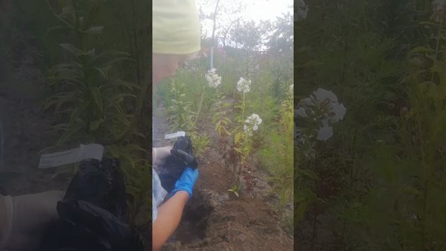 Плетистая роза Оранжевая.Опыт заказа в Беккер смотреть онлайн