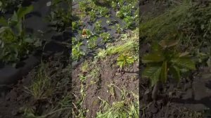 Супер-простой способ размножения подвоя ВСЛ-2!