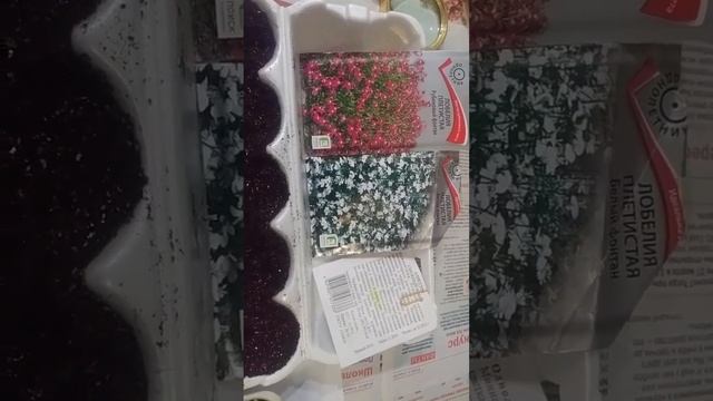 Сеем Лобелию и Алисум в феврале. смотреть онлайн