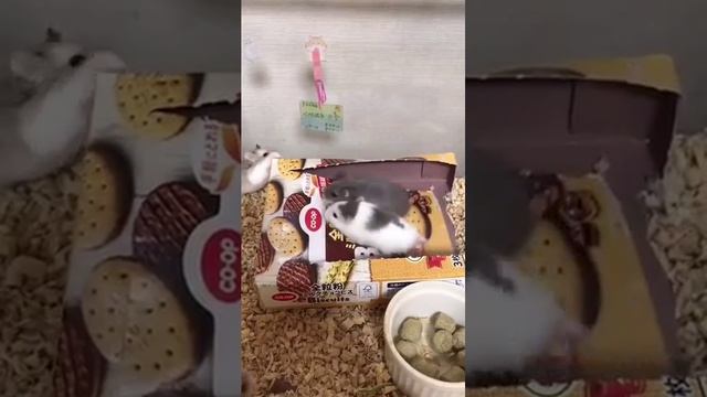 Хомячки смотреть онлайн