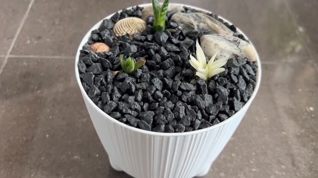 ВАРИЕГАТНЫЕ НОВИНКИ: HAWORTHIA CYMBIFORMIS F. VARIEGATA, GONIALOE VARIEGATA. ПОСАДКА С ДЕКОРОМ ?? смотреть онлайн