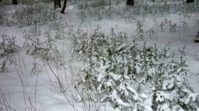 Псевдотсуга сизая. Уникальное хвойное дерево. смотреть онлайн