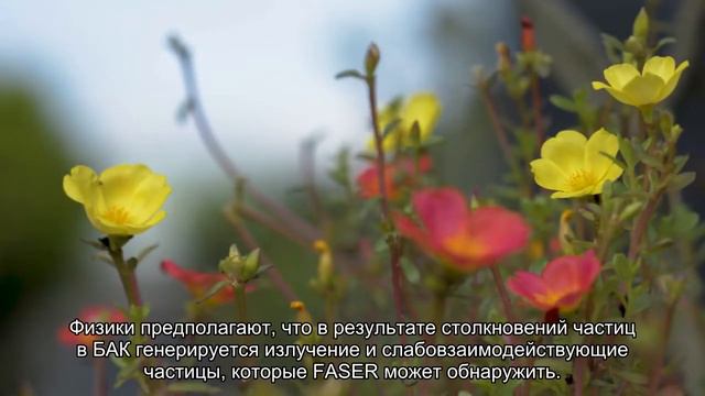 В ЦЕРН запустили эксперимент по поиску частиц темной материи смотреть онлайн