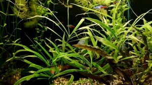 ПОДГОТОВКА ГРУНТА ДЛЯ АКВАРИУМА