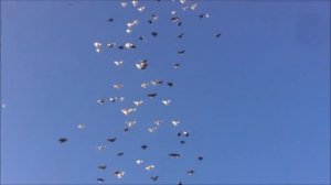 николаевские голуби Калмыкии 2018г