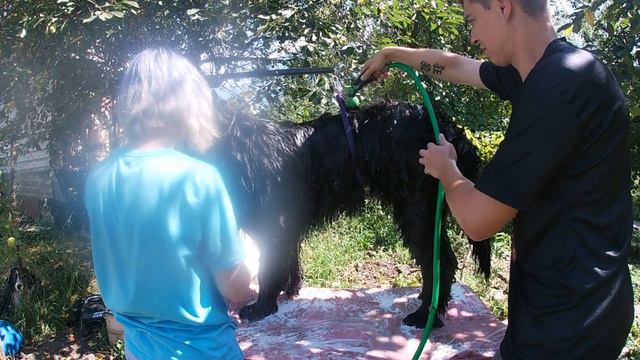 ГРУМИНГ Ньюфаундленда: Гид по Домашнему Грумингу | Домашний Груминг | Grooming Newfoundland