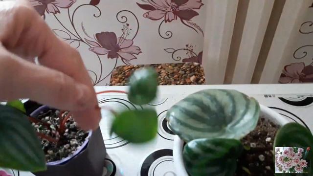 КОМНАТНЫЕ ЦВЕТЫ. смотреть онлайн