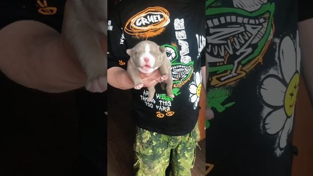 Щенок американского булли