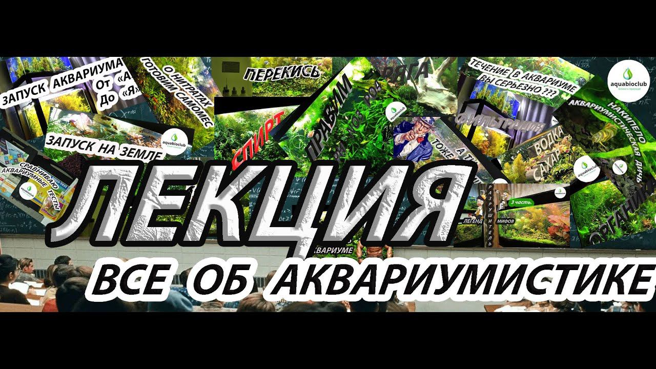 Основы и правила аквариумистики. Все о содержании аквариума. смотреть онлайн