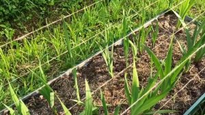 Подвязка гладиолусов #гладиолусы #какподвязыватьгладиолусы